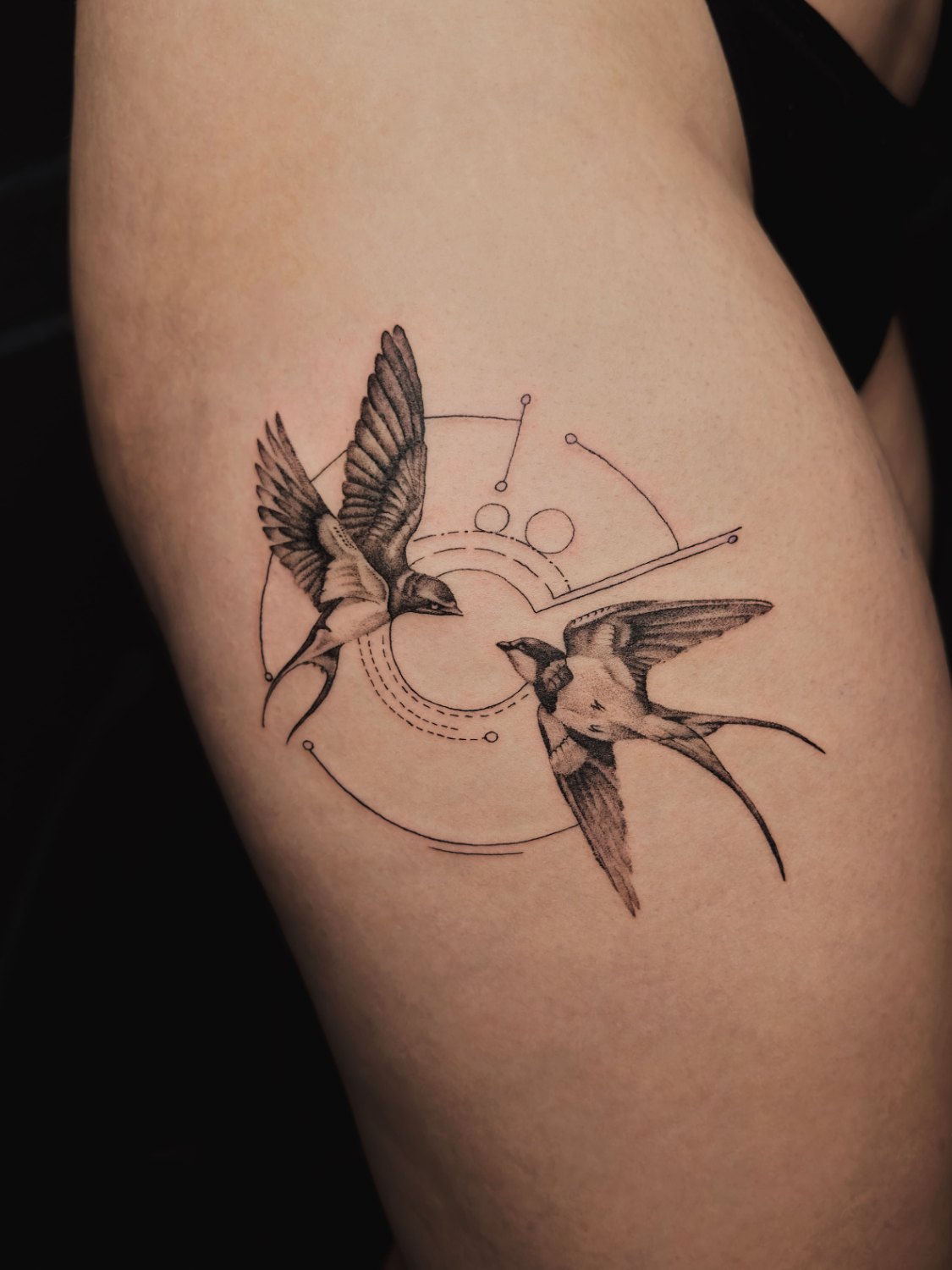 Swallows and geometry — fineline