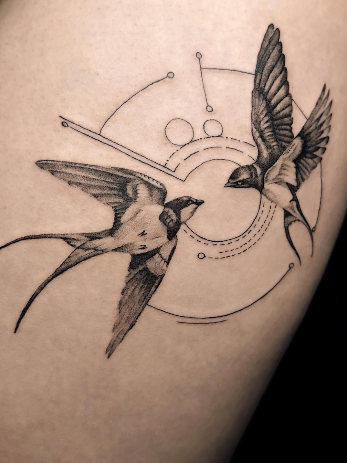 Close-up of two swallows with soft black and grey feather shading, fine orbital lines, dots and geometric nodes, Prague by Andrey Kovalov